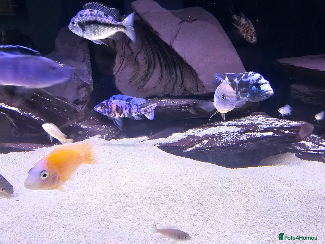 Cichlids fish for sale: African cichlids -  - Image 10