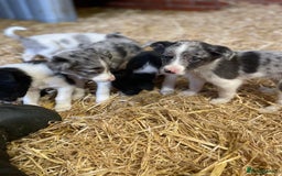 Mixed Breed dogs for sale: Collie x puppies - Image 5
