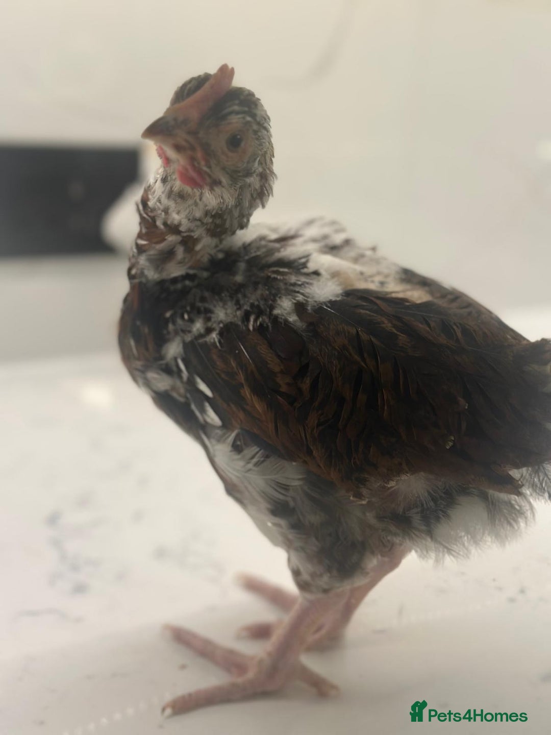 Chickens poultry for sale: rehoming silkie ,polish ,frizzle polish ,etc - Image 4