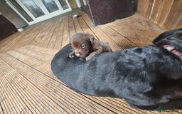 Labrador Retriever dogs for sale: Chocolate Labradors Retriever puppies  - Image 8