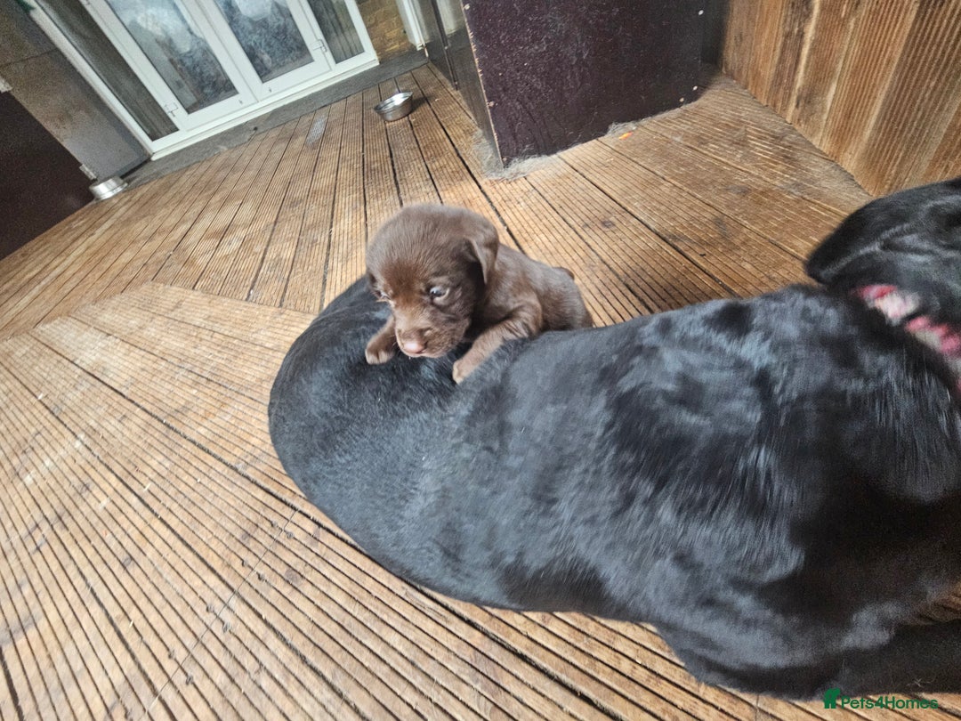 Labrador Retriever dogs for sale: Chocolate Labradors Retriever puppies  - Image 8
