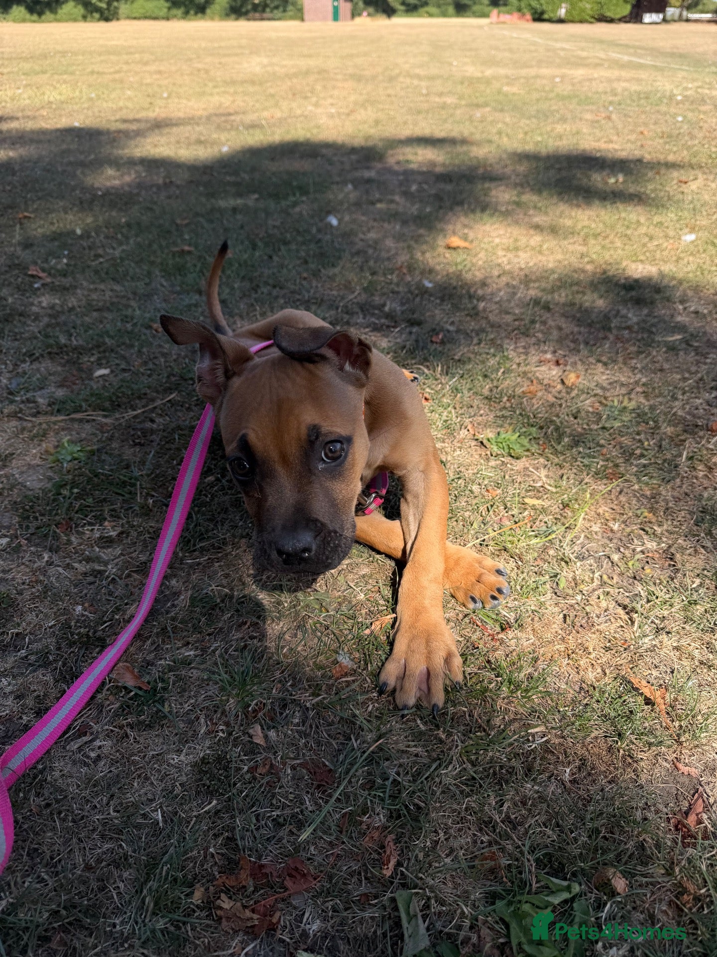 Mixed Breed dogs Introducing our beautiful Nala  - Advert 4
