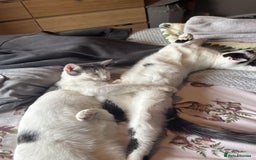 Mixed Breed cats for sale: 2 male kittens  - Image 2
