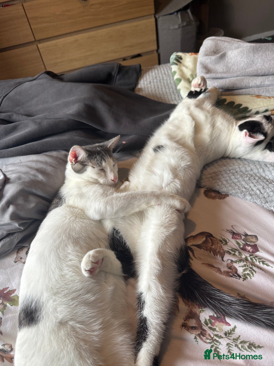 Mixed Breed cats for sale: 2 male kittens  - Image 2