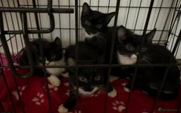 Bombay cats for sale: Black and white kittens - Advert 1