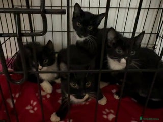 Bombay cats Black and white kittens - Advert 1