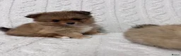 Pomeranian dogs for sale: Pomeranian female ready now in Coventry - Advert 9