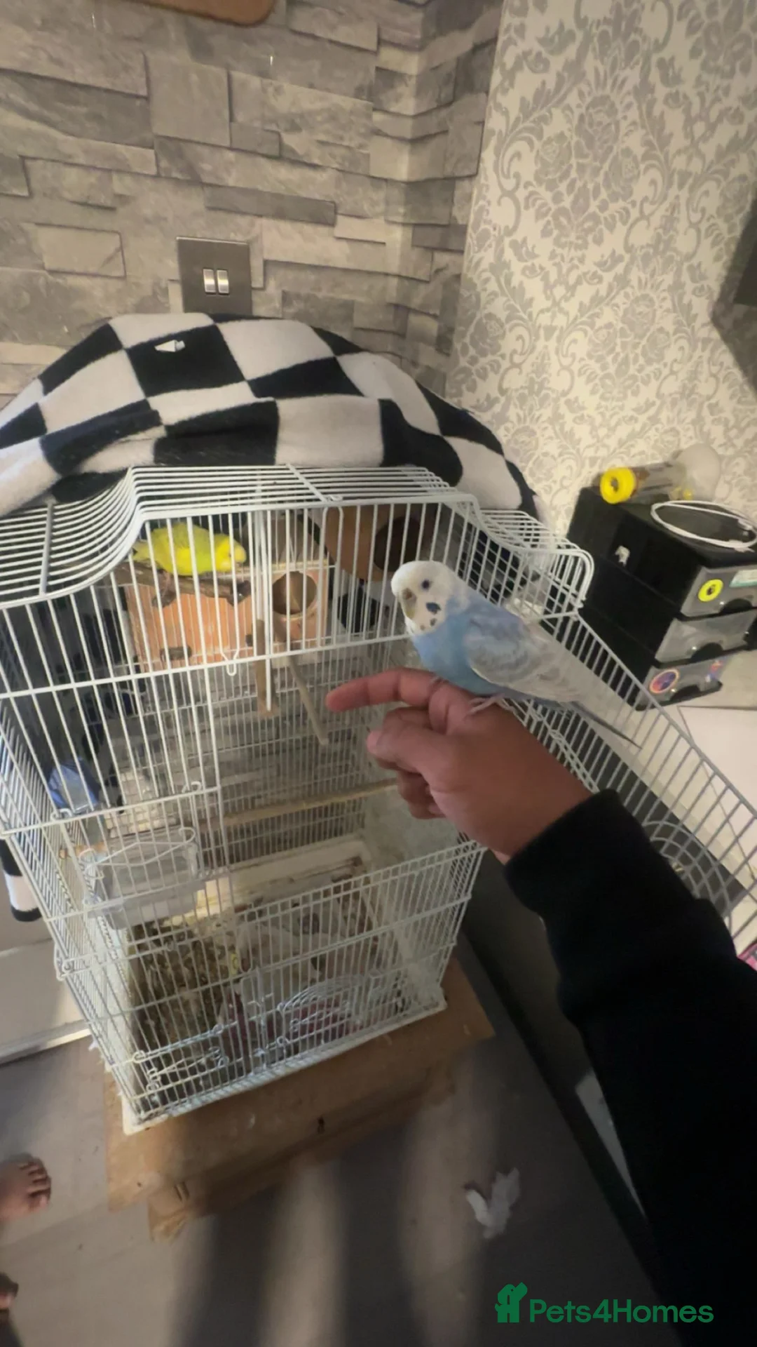 Budgerigars birds for sale: Budgie pair need gone asap  in Liverpool - Advert 1