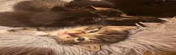 Mixed Breed cats for sale: Mix breed kittens for sale - Advert 9