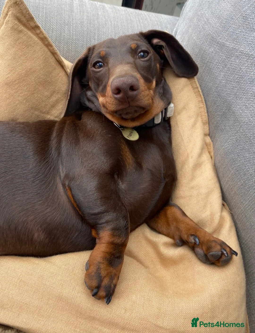 Dachshund dogs for sale: Adult Male Dachshund  - Advert 1