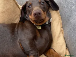 Dachshund dogs for sale: Adult Male Dachshund - Advert 2