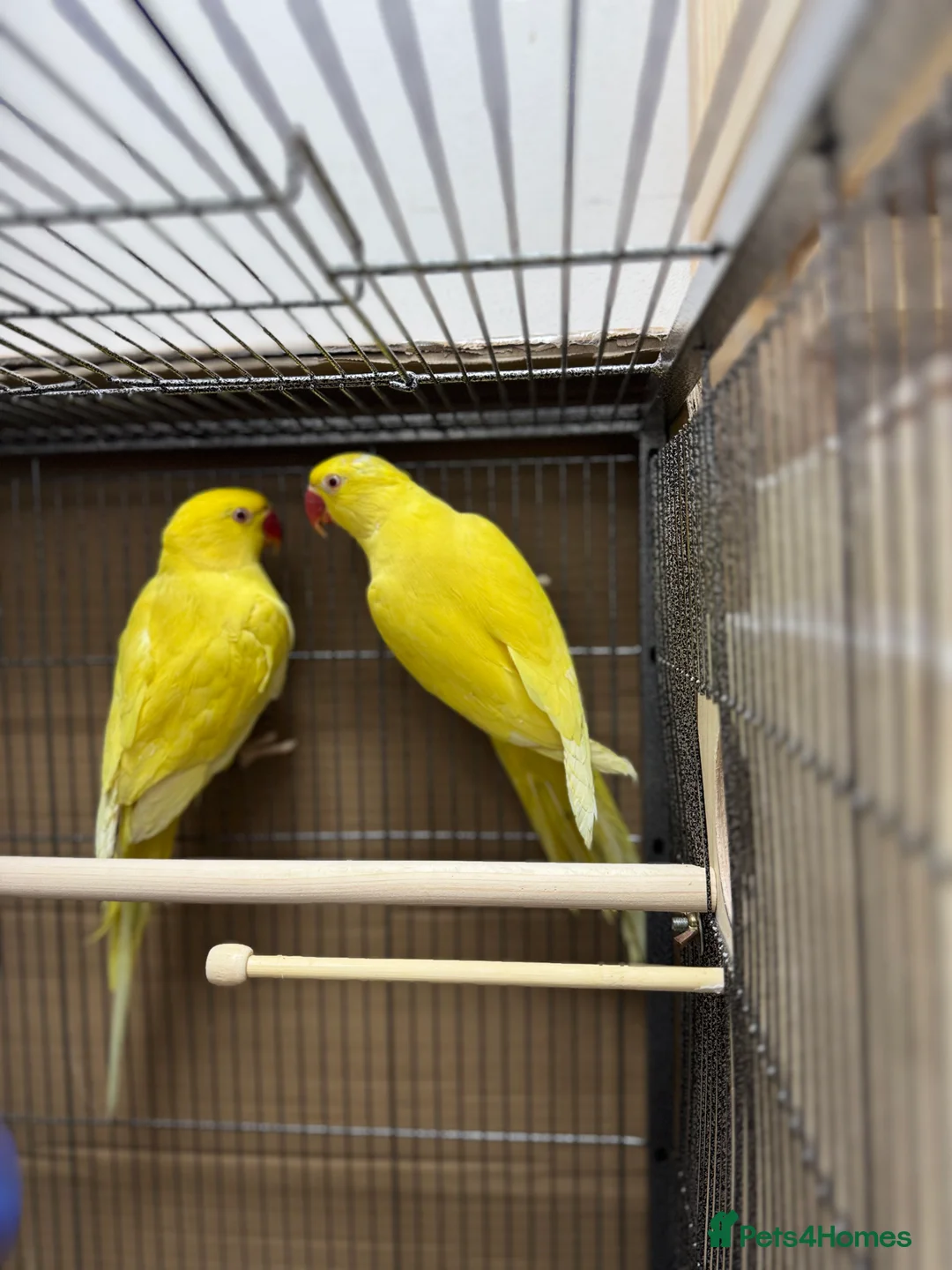 Ringnecks birds for sale: Sheffield  - Advert 3