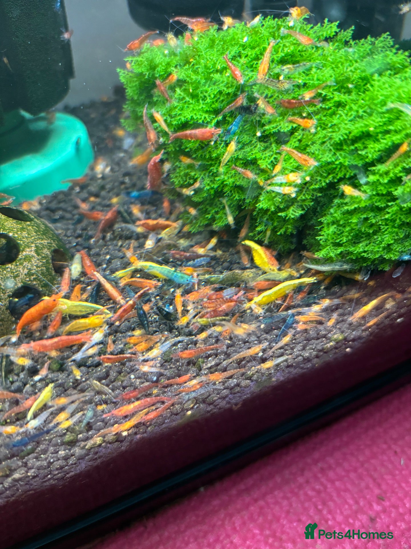 Shrimps fish for sale: Mixed shrimps 50p each  - Advert 1