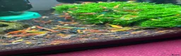 Shrimps fish for sale: Mixed shrimps 50p each  - Advert 1