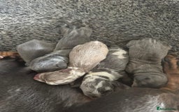 Dachshund dogs for stud: Miniature Daschund for Stud in York - Image 23