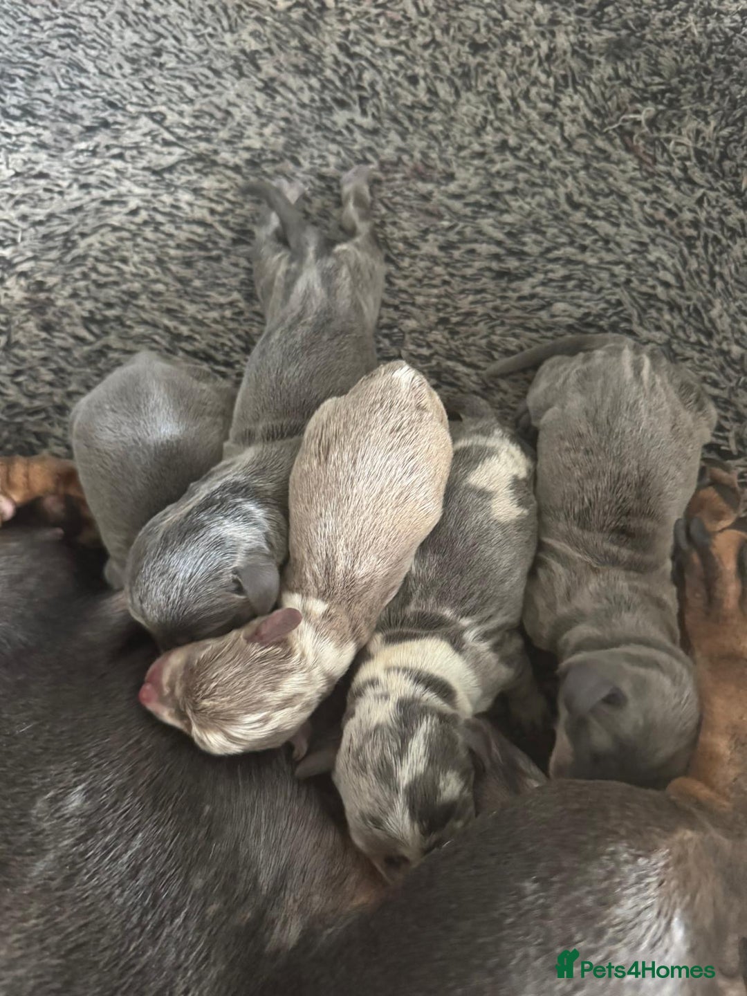 Dachshund dogs for stud: Miniature Daschund for Stud in York - Image 23