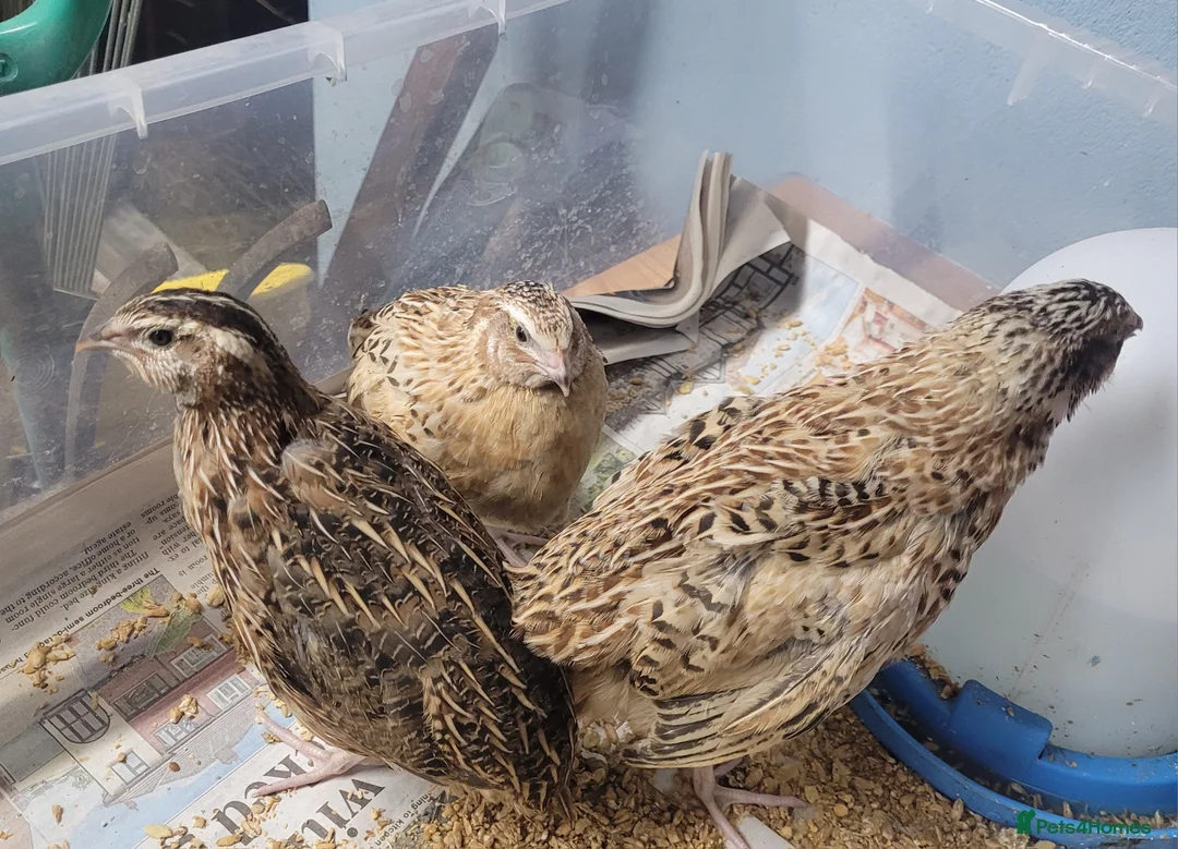 Quail poultry for sale: Quail chicks - Advert 9