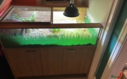Tortoise reptiles for sale: Horsefield tortoise & set up  - Image 2