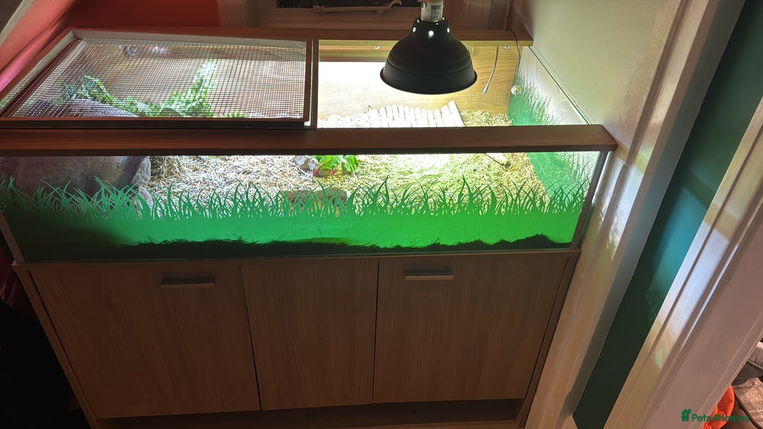 Tortoise reptiles for sale: Horsefield tortoise & set up  - Image 2