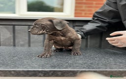 Presa Canario dogs for sale: Black Presa Pups for sale working line  - Image 13