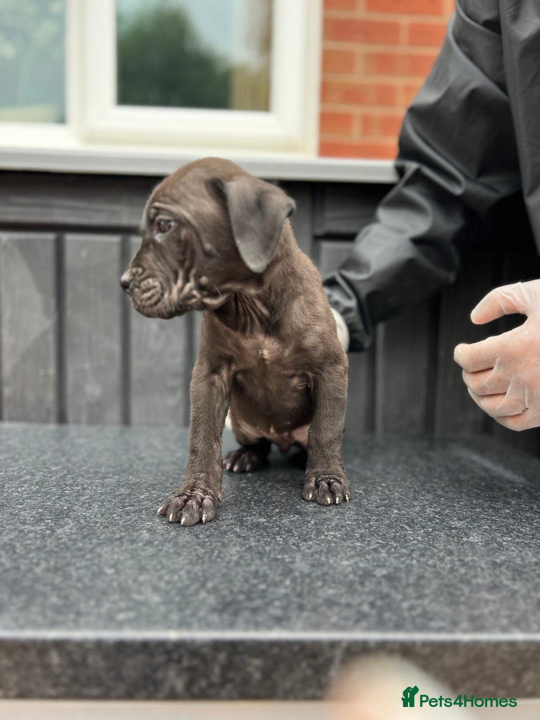 Presa Canario dogs for sale: Black Presa Pups for sale working line  - Image 13