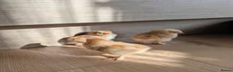Chickens poultry for sale: Baby Chicks  in Coventry - Advert 3