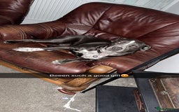 Mixed Breed dogs for sale: Bulldog x Staffie for rehoming.  - Image 26