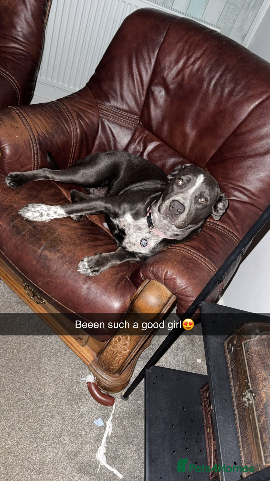 Mixed Breed dogs for sale: Bulldog x Staffie for rehoming.  - Image 26
