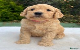 Labradoodle dogs for sale: F1 labradoodle  - Image 10