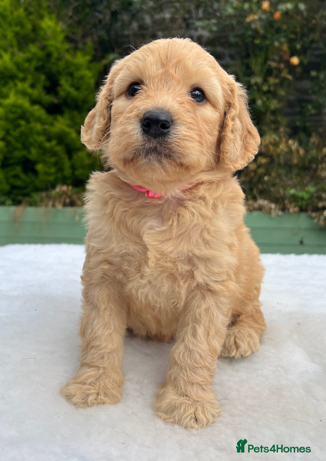 Labradoodle dogs for sale: F1 labradoodle  - Image 10