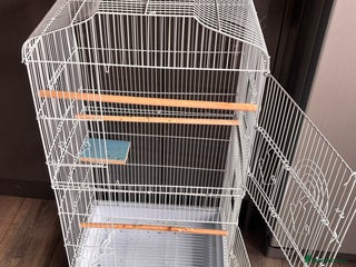 Lovebirds birds - Advert 20