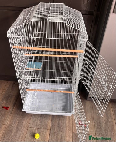 Lovebirds birds - Advert 4