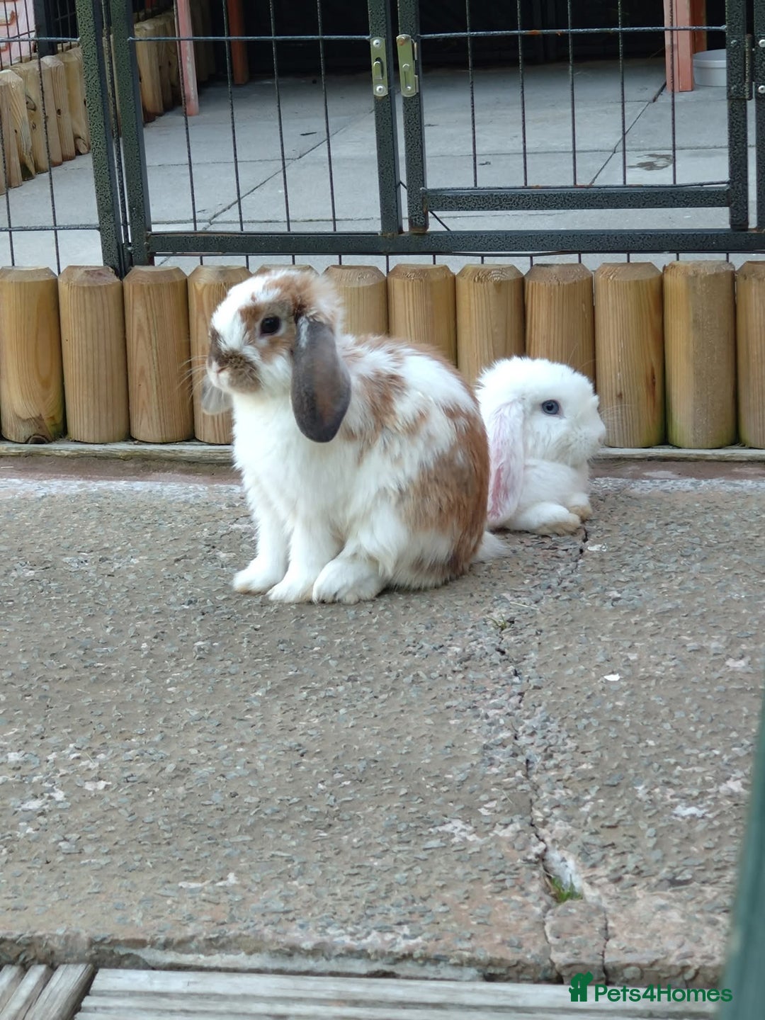 Mini Lop rabbits for sale: Two beautiful mini lop girls  - Image 2