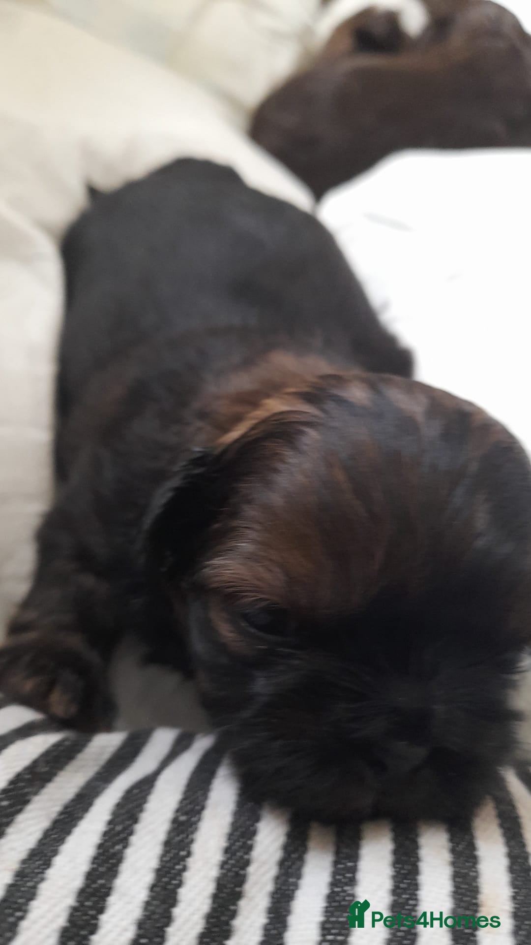 Shih Tzu dogs for stud: Kc Registered Shih Tzu for stud in Bournemouth - Advert 14