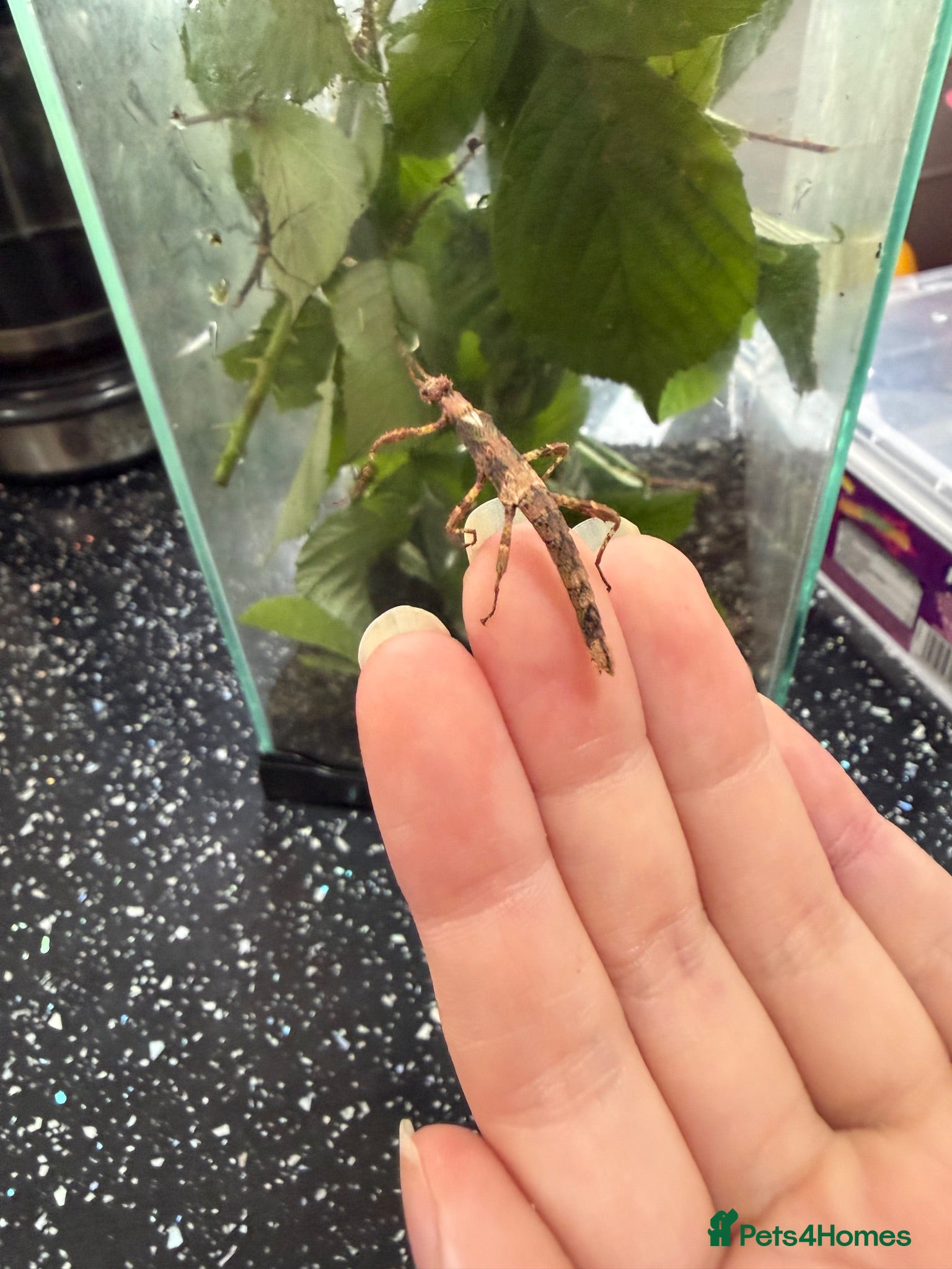 Stick Insects invertebrates Sunny stick insects.  - Advert 4