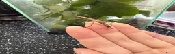Stick Insects invertebrates for sale: Sunny stick insects.  in Prenton - Advert 1