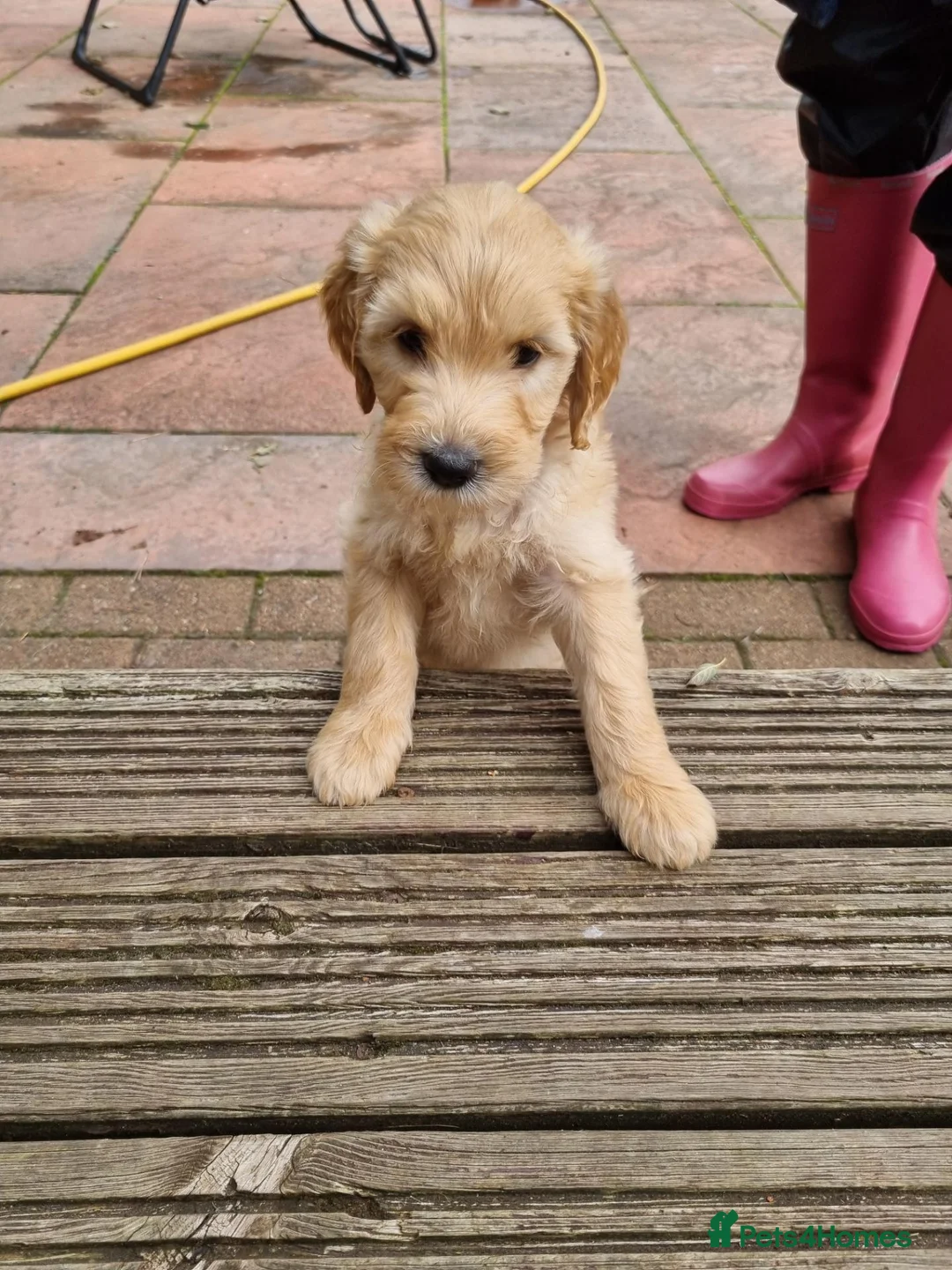 Goldendoodle dogs for sale: READY NOW Last Remaining F2b Goldendoodle puppies  - Advert 2
