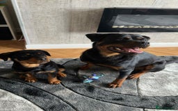Rottweiler dogs for sale: Lovely little German Rottweiler  - Image 3