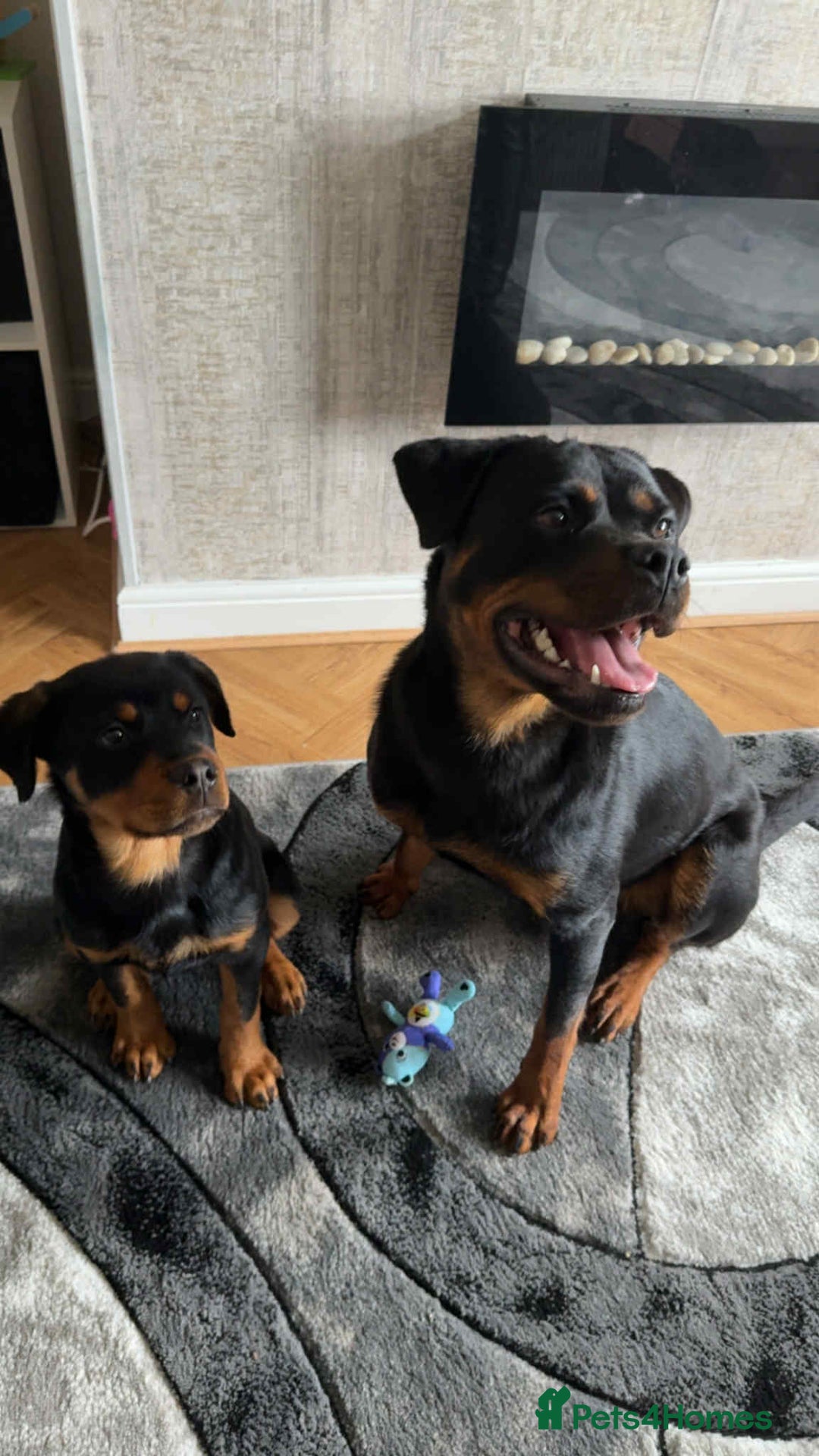 Rottweiler dogs for sale: Lovely little German Rottweiler  - Image 3