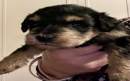 Mixed Breed dogs for sale: 🐾🐶Adorable and very cute Cavaschnauzer 🐶🐾 - Image 6