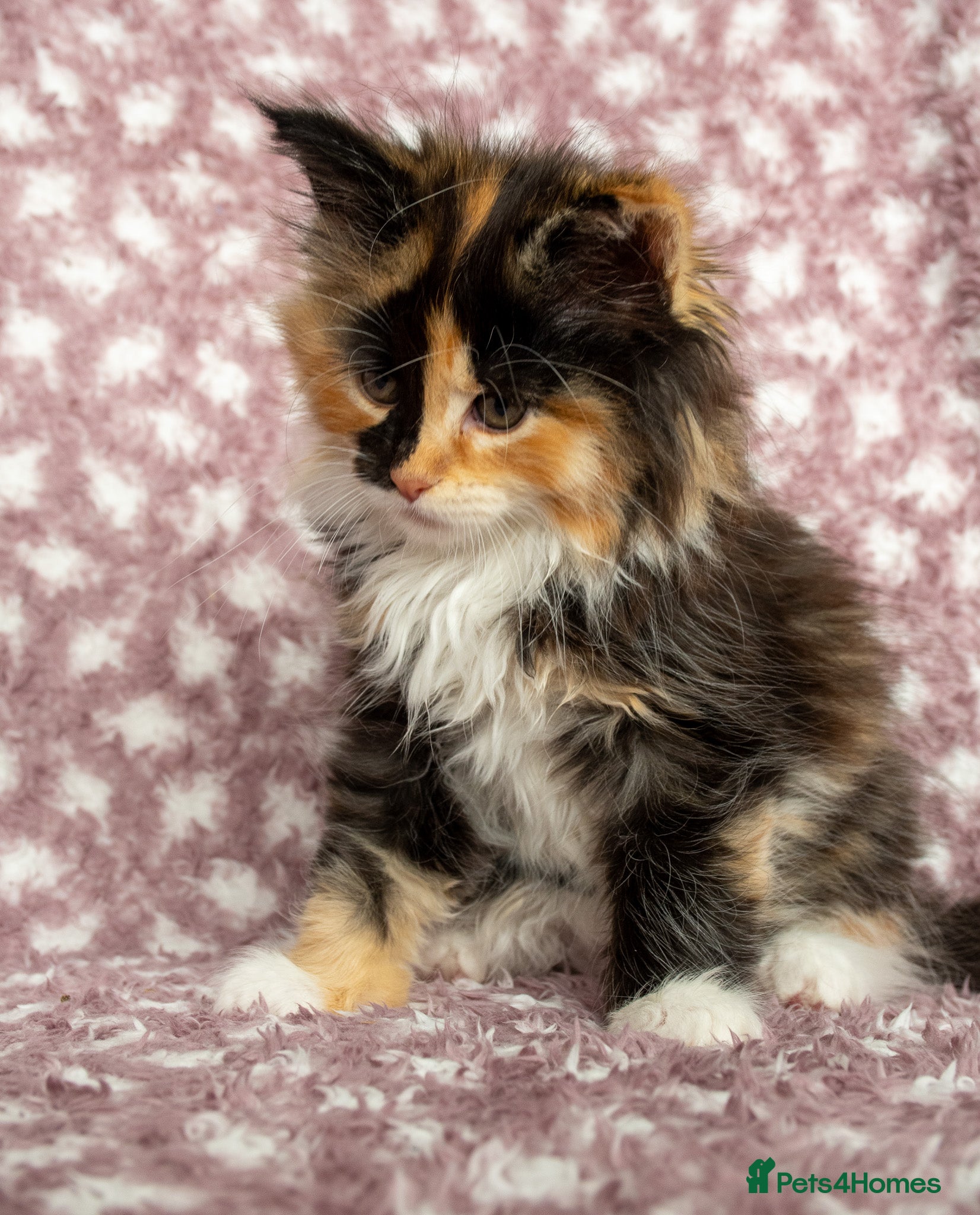 Maine Coon cats for sale: Beautiful Maine Coon Kittens - Advert 1