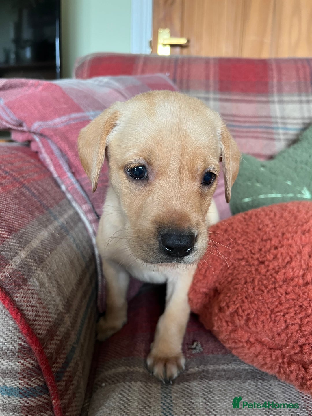 Labrador Retriever dogs for sale: Affectionate and adorable Labrador Puppies - Image 11