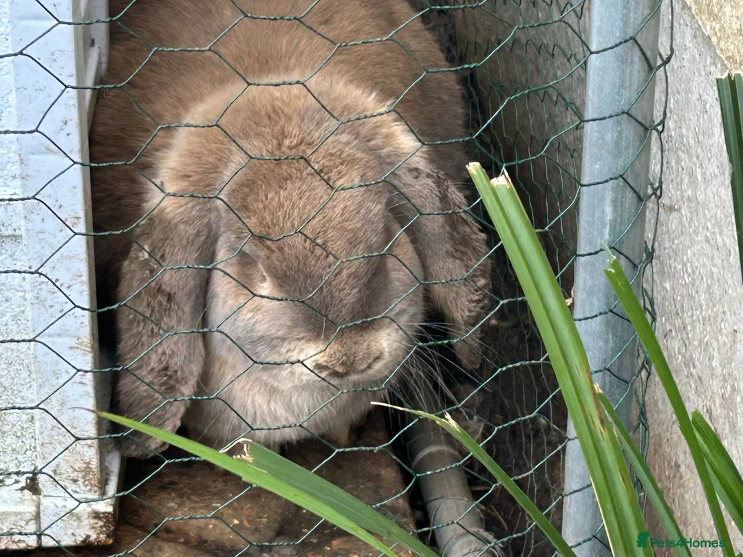 French Lop rabbits for sale: Breeding pair - Advert 5