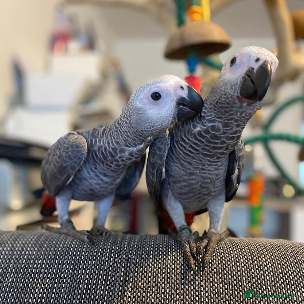 Parrots birds African Grey parrots for sale - Advert 4