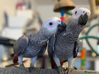 Parrots birds African Grey parrots for sale - Advert 4
