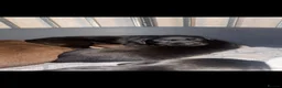 Labrador Retriever dogs for sale: Labrador puppies for sale  in Widnes - Advert 8
