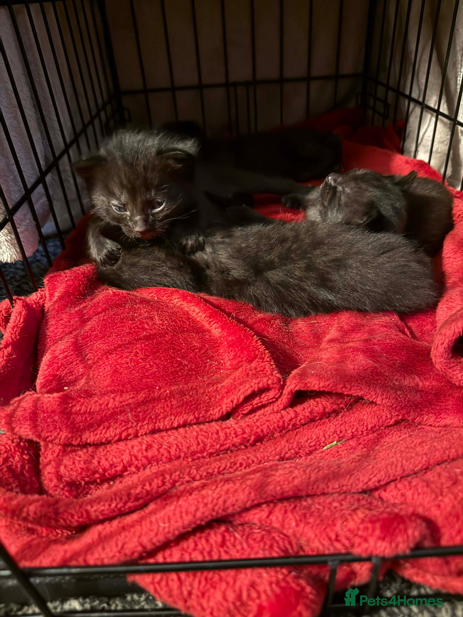 Mixed Breed cats 2 kittens available  - Advert 1