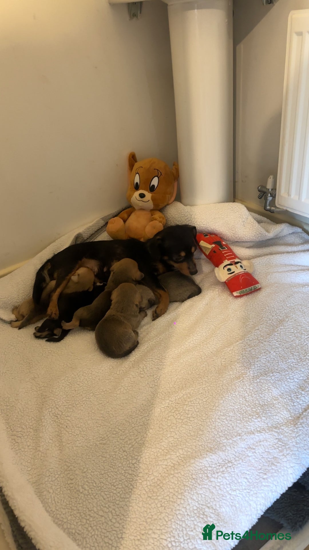 Chihuahua dogs for sale: Chihuahua cross Jack Russell  - Advert 2