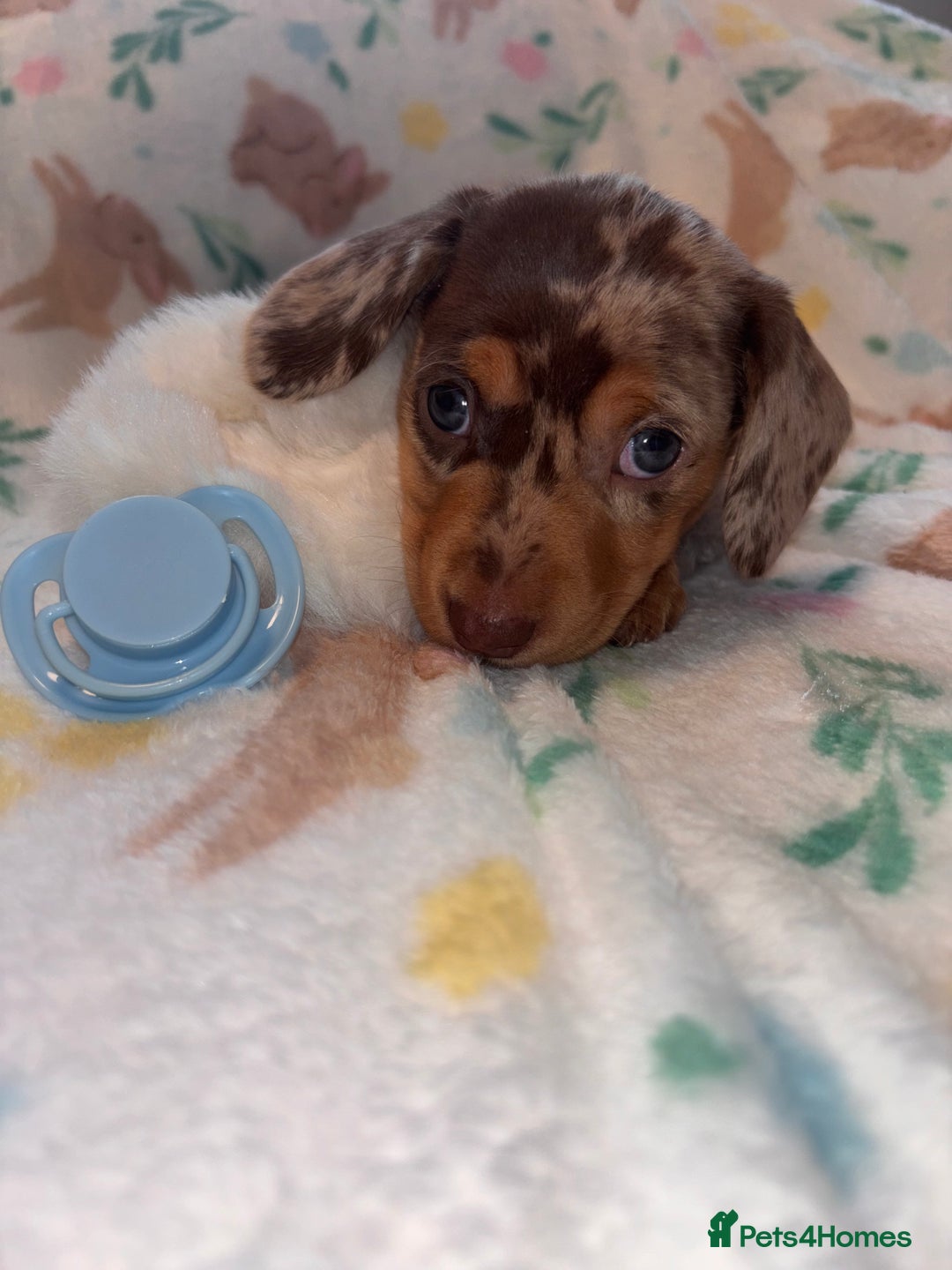 Miniature Dachshund dogs for sale: Dreamy miniature dachshunds  - Advert 14