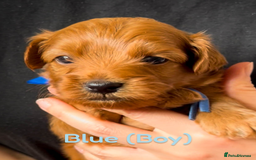 Cavapoo dogs for sale: 🌟Adorable All Red F1bb Cavapoo puppies🌟 - Image 8
